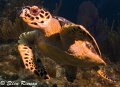   Friendly turtle Caymans East End. Shot T2iTokina 1017 FE 17mm 1125 100 ISO f6.3 Ike strobes about half power. End T2i/Tokina T2i Tokina 10-17 10 17 1/125; 1125; 125; f/6.3; f/63; f/6 3; f6.3; 6.3; power  